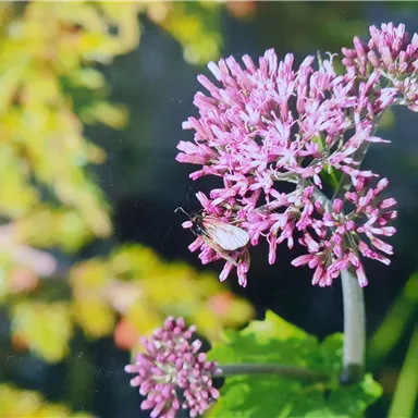 Eine Blume mit pinken Blüten und grünen Blättern. Eine kleine Biene sitzt auf einer der Blüten.