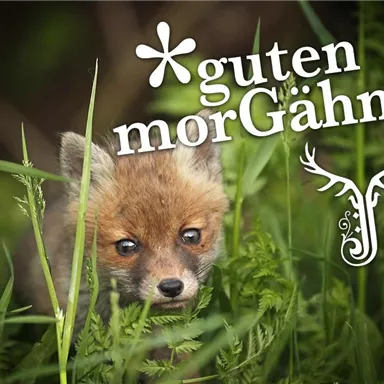 A curious fox is playing in the tall grass. In the corner stands the inscription "good morNigh...".