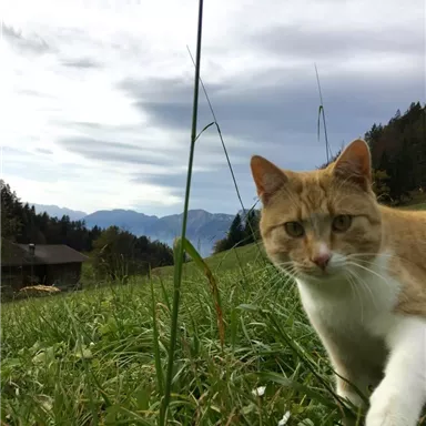 An orange cat sits in the green grass in front of a picturesque mountain landscape. The sky is cloudy and the surroundings feel calm and peaceful.