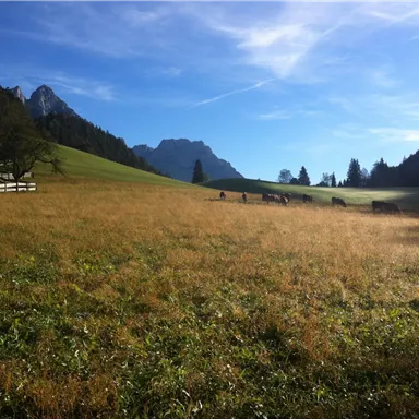 A picturesque meadow with cows in the background and high mountains. The sky is clear and radiant, the grass is golden and lush.