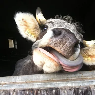 A cow looks curiously out of a stable window. She has a friendly demeanor and is licking her lips.