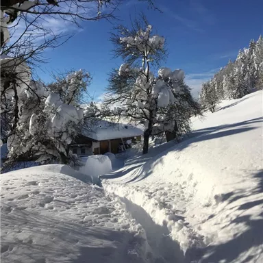 A snow-covered landscape with tall, snow-covered trees and a clear blue sky. A narrow path leads to a small house in the background.
