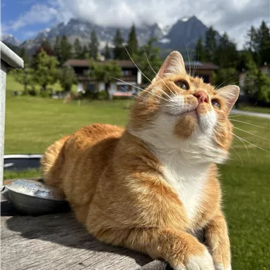 Eine orangefarbene Katze liegt entspannt auf einem Holzfass. Im Hintergrund sind grüne Wiesen und Berge zu sehen.