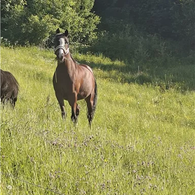 Ein Pferd steht auf einer grünen Wiese. Im Hintergrund sind Bäume zu sehen.