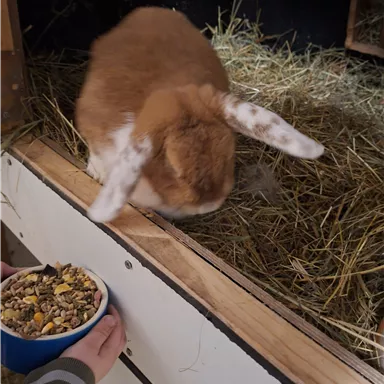 Ein niedliches Kaninchen steht auf Heu und schaut nach Futter. Eine Hand hält eine Schüssel mit Futter für das Tier.
