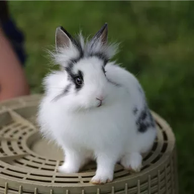 Ein niedlicher Kaninchen mit weißen und grauen Farbschattierungen sitzt auf einem Korb. Im Hintergrund ist grünes Gras und eine Person zu sehen.