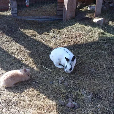 Two rabbits on a hay loft. One is white with black spots and the other is brown.