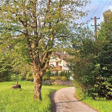 A quiet path leads through green grass, lined with trees. In the background, a charming house can be seen.