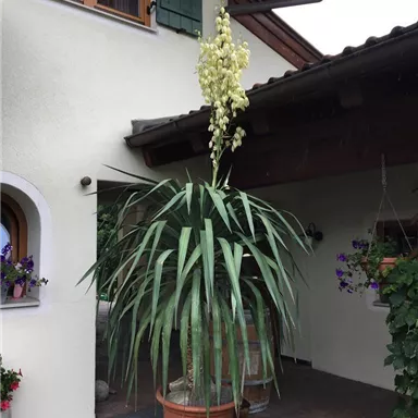 A large plant with long leaves stands in front of a house. It has a striking, blooming inflorescence.