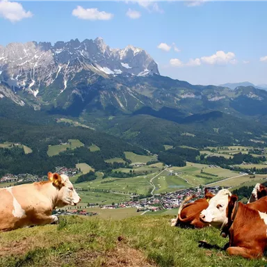 A wide mountain landscape with cows lying in a meadow. In the background, majestic mountains and a blue sky can be seen.