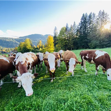 Eine Grasfläche mit mehreren Kühen, die friedlich weiden. Im Hintergrund sind Bäume und sanfte Hügel zu sehen, während die Sonne aufgeht.