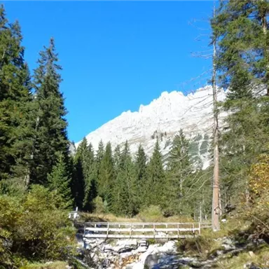 Ein malerischer Wald mit hohen Tannen und einem klaren blauen Himmel. Im Hintergrund sind majestätische Berge zu sehen.