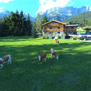 Eine charmante Almlandschaft mit grasenden Kühen. Im Hintergrund sind Berge und ein traditionelles Holzhaus zu sehen.