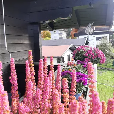 A balcony with colorful flowers, including pink plants underneath. In the background, more blooming plants and a garden can be seen.