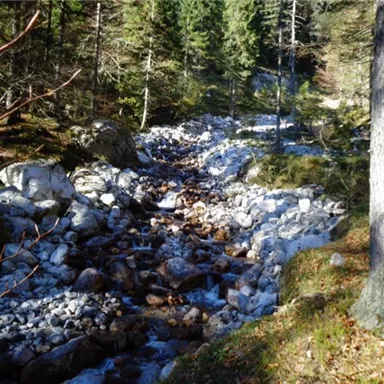 Ein klarer Bach fließt durch einen Wald mit hohen Bäumen. Die Ufer sind mit glatten Steinen und grünem Moos bedeckt.