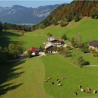 An idyllic landscape with green grass and gentle hills. Several buildings and cows are located near a forest with mountains in the background.