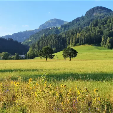 Eine weite Wiese mit Sonnenblumen im Vordergrund und sanften Hügeln im Hintergrund. Der Himmel ist klar und blau, was eine ruhige Landschaft ergibt.