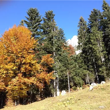 A picturesque forest with colorful autumn leaves and green coniferous trees. The clear blue sky completes the serene scene.