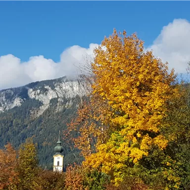 Eine herbstliche Landschaft mit bunten Bäumen und einem klaren blauen Himmel. Im Hintergrund ist ein Berg zu sehen.
