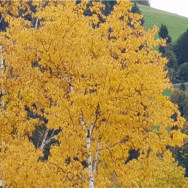 Ein einzelner Baum mit leuchtend gelben Blättern vor einer grünen Landschaft. Die Farben zeigen deutlich den Herbst.