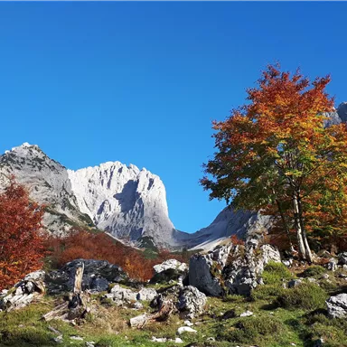 Eine malerische Berglandschaft mit buntem Herbstlaub und klar blauem Himmel. Im Hintergrund ragen große Felsen empor.