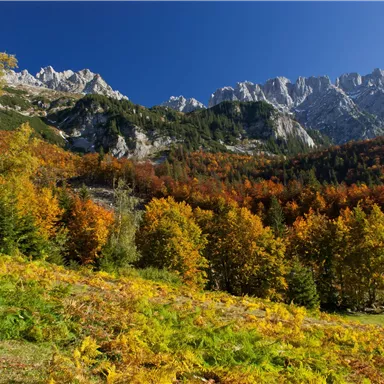 Ein malerisches herbstliches Landschaftsbild mit bunten Laubbäumen und majestätischen Bergen im Hintergrund. Der klare blaue Himmel vervollständigt die Szene.