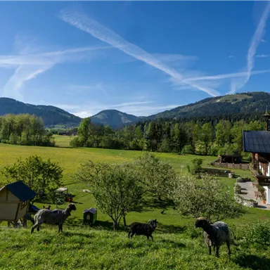 Eine malerische Landschaft mit sanften Hügeln und grünen Wiesen. Im Vordergrund stehen einige Ziegen vor einem traditionellen Bauernhaus.