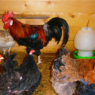 A rooster stands proudly in a chicken coop, surrounded by several hens. In the background, there is a water container.
