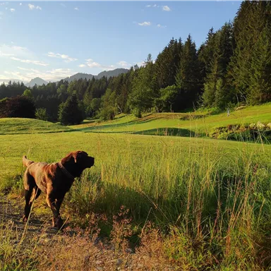 Zwei Hunde laufen auf einem schmalen Weg durch eine grüne Wiese. Im Hintergrund sind Wälder und Berge zu sehen.