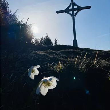 Ein Kreuz steht vor einem klaren blauen Himmel, umgeben von sanften Hügeln. Im Vordergrund blühen weiße Blumen.