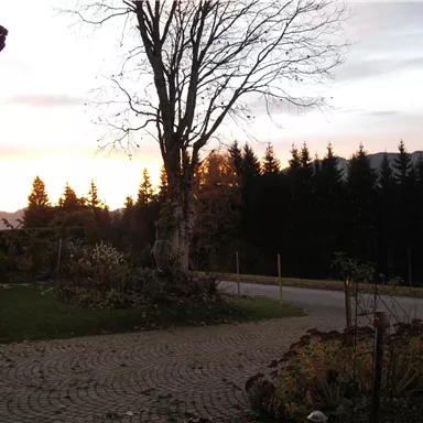 Ein malerischer Sonnenuntergang hinter einem Wald. Im Vordergrund sind ein gepflasterter Weg und einige Pflanzen zu sehen.