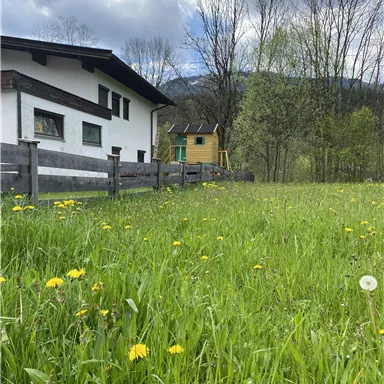 A green field with many dandelions and a house in the background. The landscape is surrounded by trees and the sky is cloudy.