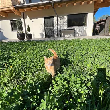 An orange cat is walking through the green grass in front of a house. In the background, a clear blue sky can be seen.