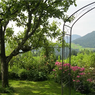 Ein ruhiger Garten mit einem großen Baum und bunten Blumen. Im Hintergrund sind sanfte Hügel zu sehen.