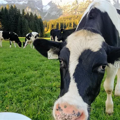 A cow stands in a meadow and looks at the camera. In the background, more cows graze in front of a picturesque mountain landscape.