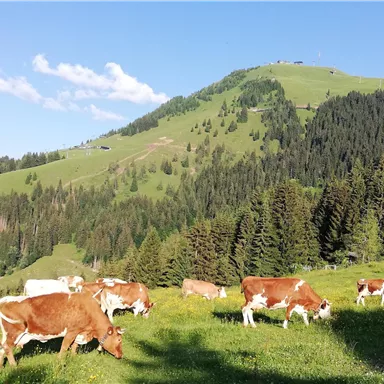Eine grüne Wiese mit mehreren Kühen, die friedlich grasen. Im Hintergrund erstrecken sich sanfte Hügel und Wälder unter einem klaren Himmel.