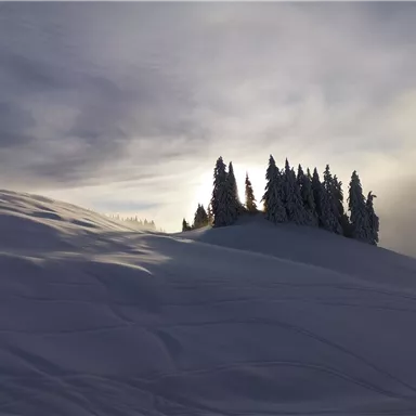 A snowy landscape picture with a group of fir trees on a hill. The sky is cloudy and there are gentle rays of light.