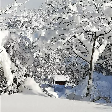 Eine verschneite Landschaft mit Bäumen, die voll von frischem Schnee sind. Im Hintergrund ist eine kleine Hütte zu sehen.