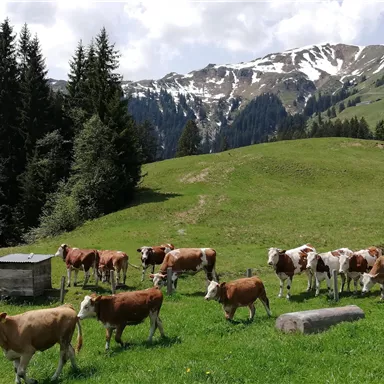 Eine malerische Alm mit Kühen auf grünem Gras und schneebedeckten Bergen im Hintergrund. Die Umgebung ist von Bäumen umgeben und strahlt Ruhe und Naturverbundenheit aus.