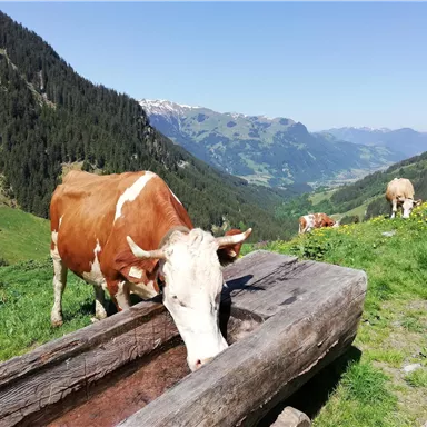 Eine Kuh trinkt an einer Holztränke in einer grünen Berglandschaft. Im Hintergrund sind weitere Kühe und hohe Berge zu sehen.