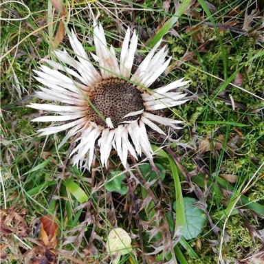 Eine verwelkte Blume mit weißen Blütenblättern liegt auf grünem Gras. Sie zeigt die Schönheit und Vergänglichkeit der Natur.