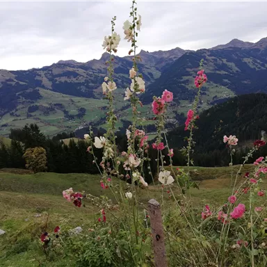 Ein malerisches Bergpanorama mit blühenden Blumen im Vordergrund. Die Landschaft ist grün und die Berge sind sanft in den Hintergrund eingetaucht.