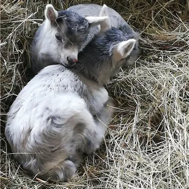 Zwei kleine Ziegen liegen eng zusammen in einem Haufen Heu. Sie sind grau und haben weiße Flecken.