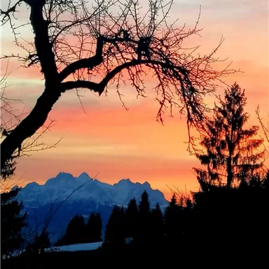 Ein malerischer Sonnenuntergang mit bunten Farben über schneebedeckten Bergen. Im Vordergrund sind silhouettenhafte Bäume zu sehen.