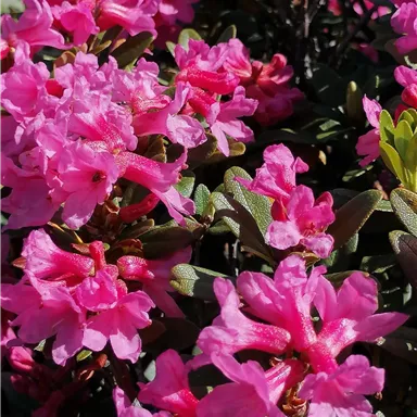A blooming bush with many pink flowers. The blossoms are bright and create a beautiful color contrast to the green leaves.