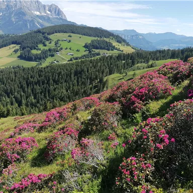 A picturesque mountain landscape with lush green meadows and blooming pink flowers. In the background, majestic mountains stretch under a blue sky.