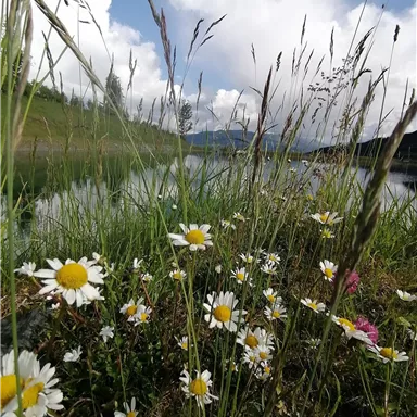 A flower meadow with numerous daisies and tall grass. In the background, gentle hills and a blue sky with white clouds can be seen.
