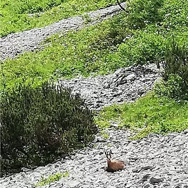 A deer is sitting on a rocky ground in a green environment. In the background, bushes and trees can be seen.