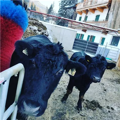 Two black cows are standing near a farmhouse in the snow. In the background, trees and typical alpine architecture can be seen.