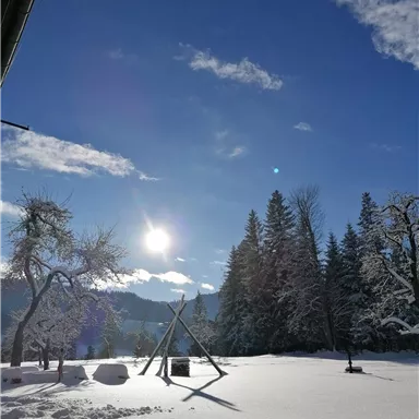 A winter landscape with a snow-covered ground and pine trees. The sun shines brightly in the blue sky.